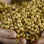 Правительство выступило против введения запрета на ГМО